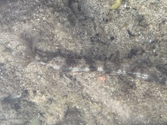 Synapta