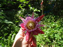 Passiflora venusta