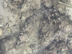 Synapta