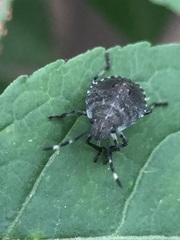 Rhaphigaster nebulosa