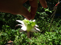 Passiflora venusta