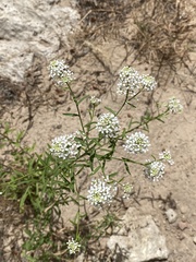 Lepidium alyssoides