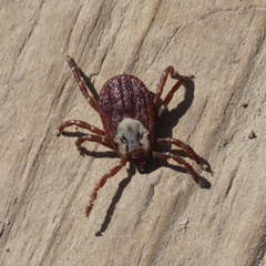 Dermacentor andersoni