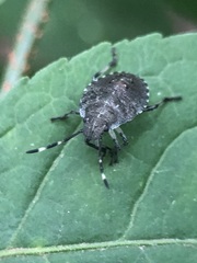 Rhaphigaster nebulosa