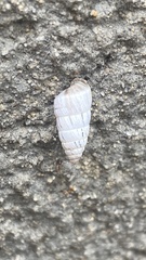Brephulopsis