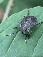 Rhaphigaster nebulosa