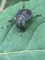 Rhaphigaster nebulosa