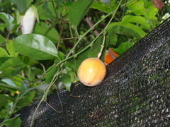 Passiflora venusta