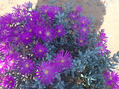 Lampranthus otzenianus
