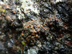 Protopannaria pezizoides