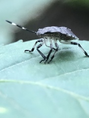 Rhaphigaster nebulosa