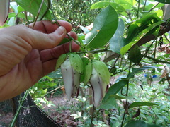 Passiflora venusta