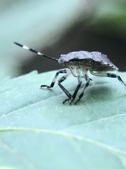 Rhaphigaster nebulosa