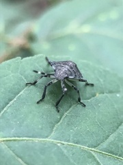 Rhaphigaster nebulosa