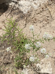 Lepidium alyssoides