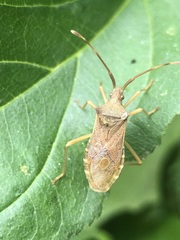 Gonocerus acuteangulatus
