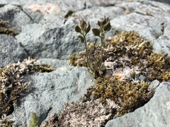 Draba ruaxes