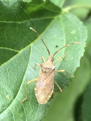 Gonocerus acuteangulatus