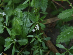 Galium echinocarpum