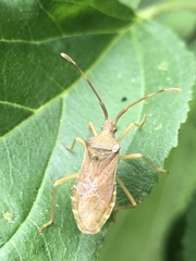 Gonocerus acuteangulatus