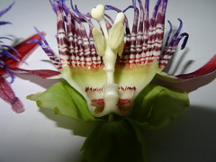 Passiflora venusta