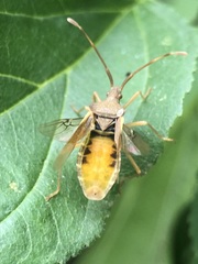 Gonocerus acuteangulatus