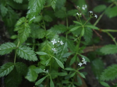 Galium echinocarpum
