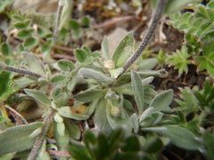 Draba nivalis