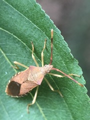 Gonocerus acuteangulatus