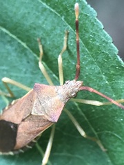 Gonocerus acuteangulatus