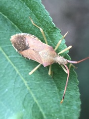 Gonocerus acuteangulatus