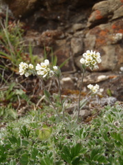 Draba nivalis