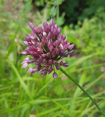 Allium rotundum
