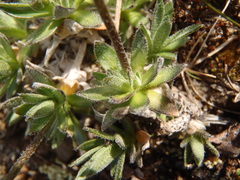 Draba oligosperma