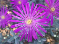 Lampranthus otzenianus