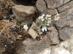 Draba porsildii
