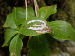 Phytomyza agromyzina group