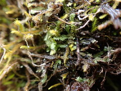 Douinia ovata