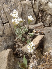Draba porsildii