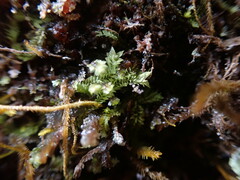 Douinia ovata