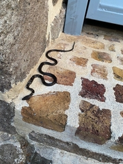 Alsophis antillensis