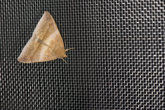 Bastilla absentimacula