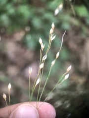 Poaceae