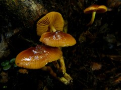 Cortinarius castaneodiscus