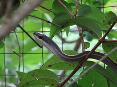 Mastigodryas boddaerti