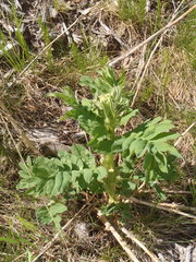 Astragalus americanus