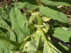 Astragalus americanus