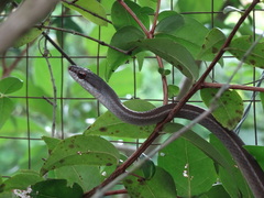 Mastigodryas boddaerti