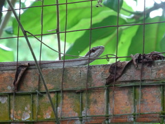 Mastigodryas boddaerti