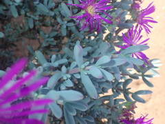 Lampranthus otzenianus
